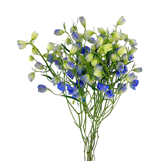 Delphinium Spray Dark Blue (10 stem bunch)