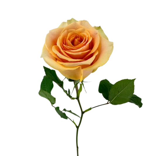 ROSE PEACH NECATARINE (25 STEM BUNCH)