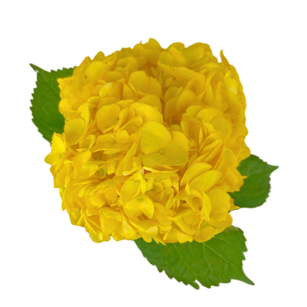 Hydrangea Tinted Yellow