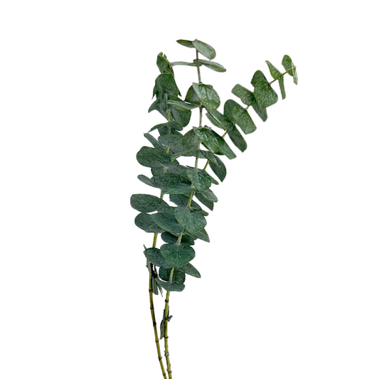 EUCALYPTUS BABY BLUE (10 STEM BUNCH)