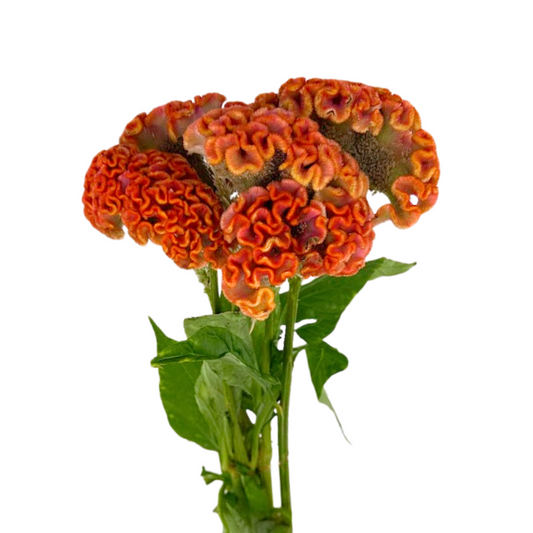 Celosia Coxcomb Orange (10 stem bunch)