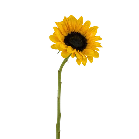 SUNFLOWER DARK CENTER (5 STEM BUNCH)