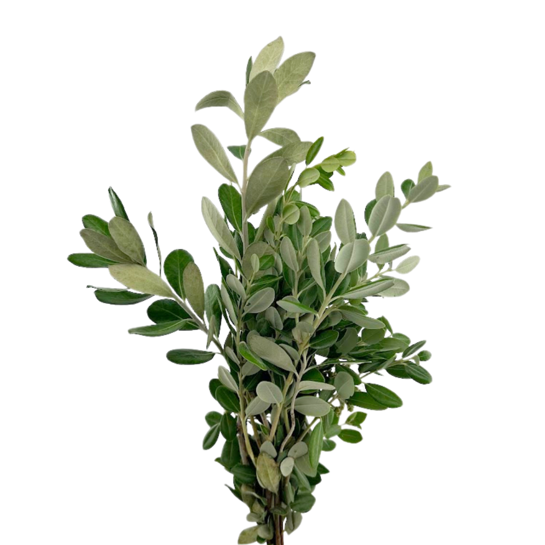Pittosporum Ralphii