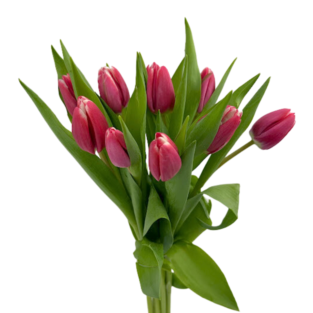 Tulips Red Bicolor