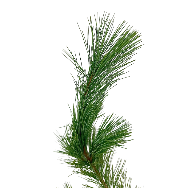 Princess Pine