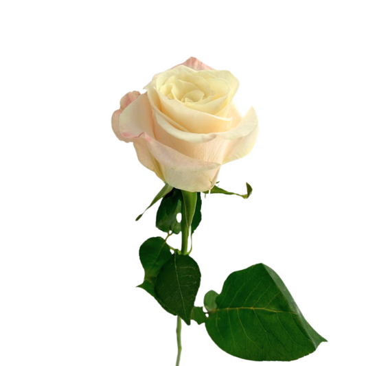 ROSE BLUSH BONE (25 STEM BUNCH)