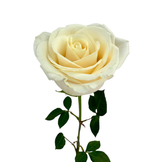 ROSE CREAM VENDELA (25 STEM BUNCH)