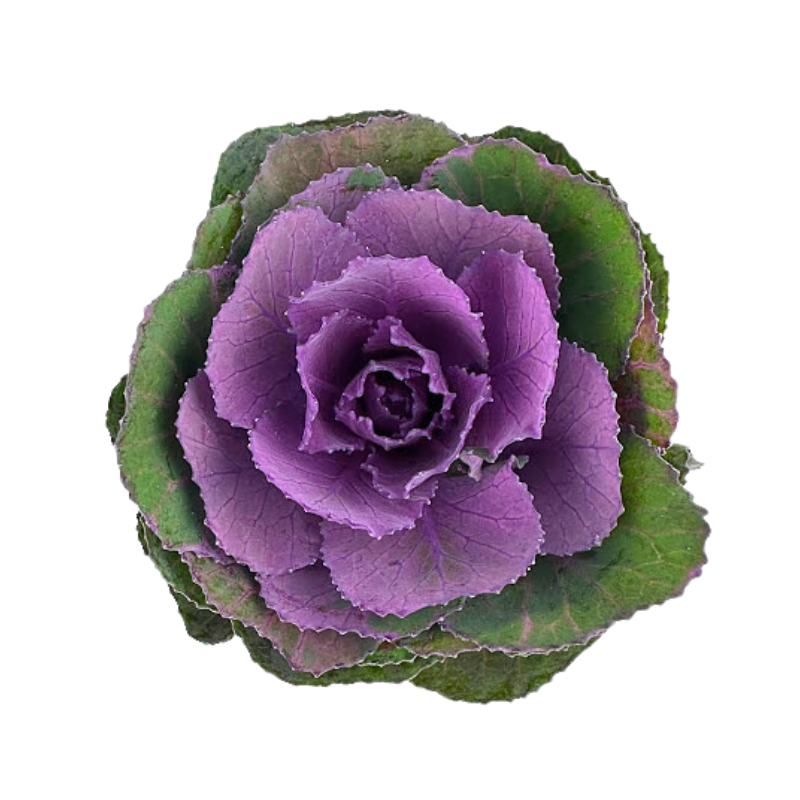 Kale Purple Mini (10 stem bunch)