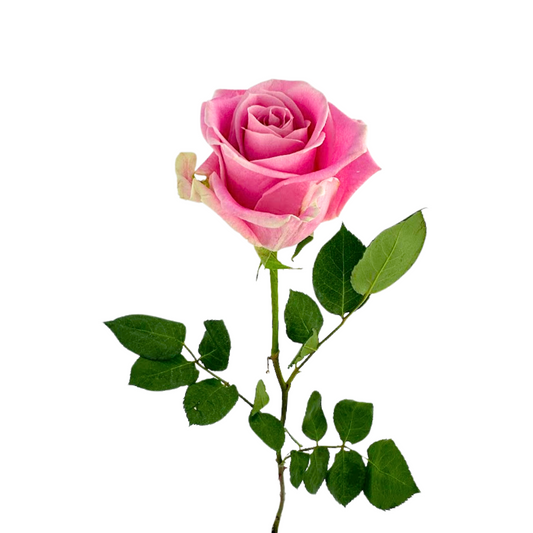 ROSE LIGHT PINK ROSITA VENDELA (25 STEM BUNCH)