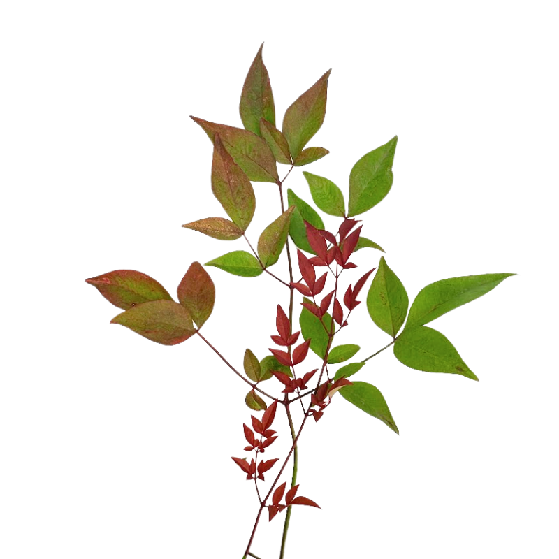 Nandina