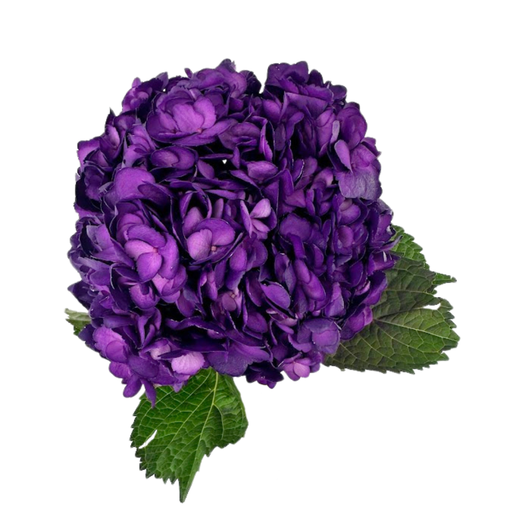 Hydrangea Tinted Dark Purple