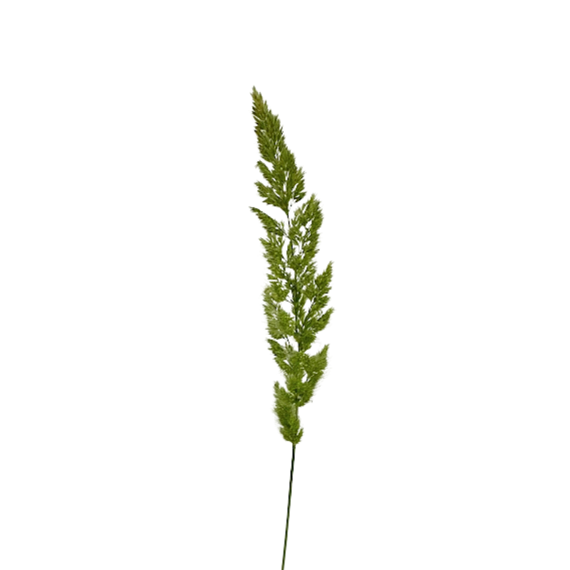 Bunny Tail (Fresh)