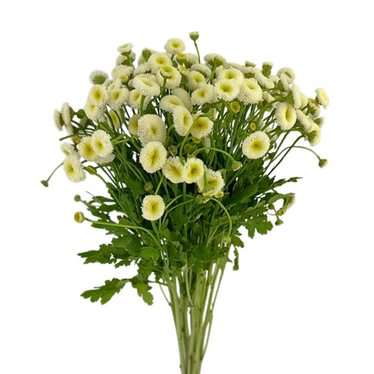 Feverfew Button (10 stem bunch)