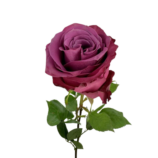 ROSE PURPLE BLUEBERRY (25 STEM BUNCH)