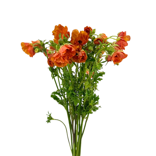 Ranunculus Butterfly Orange (10 stem bunch)