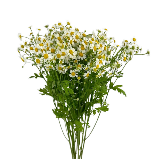 FEVERFEW DAISY (10 STEM BUNCH)