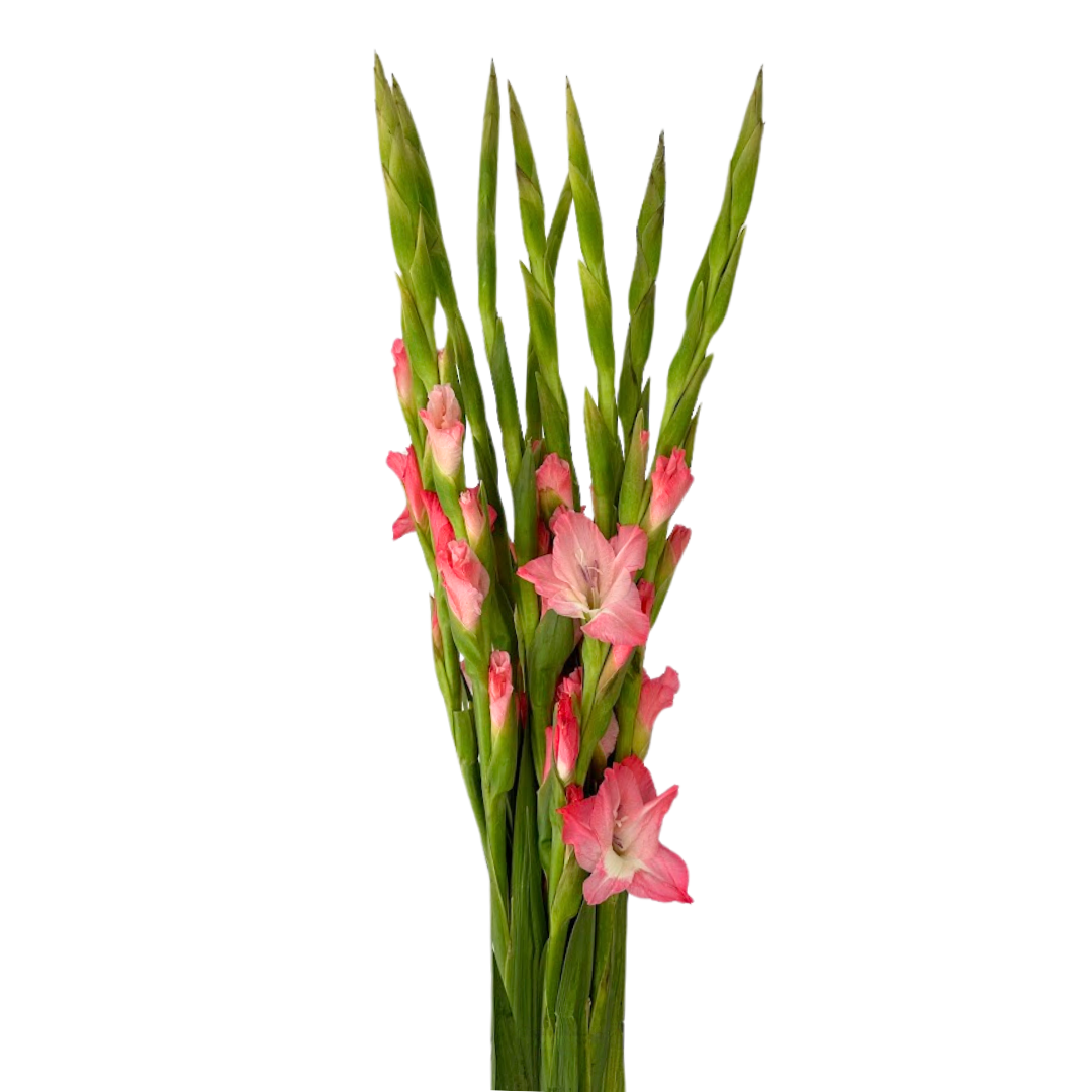 Gladiola Pink (10 stems)