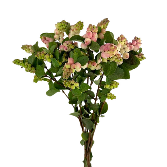 Snowberry Blush (10 stem bunch)