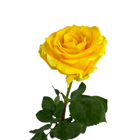 ROSE YELLOW LIGHTHOUSE (25 STEM BUNCH)