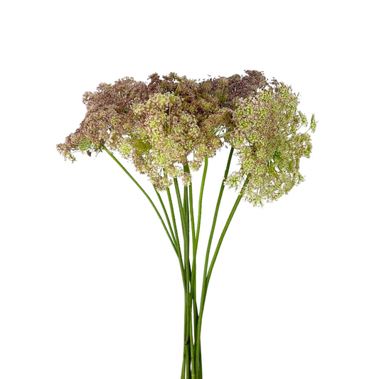 Queen Anne's Lace Pink (10 stem bunch)