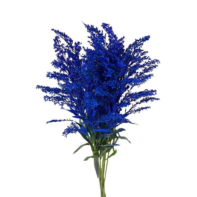 Solidago Tinted Blue (Box-120 stems)