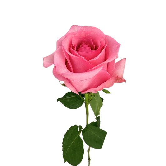 ROSE MEDIUM PINK OPALA (25 STEM BUNCH)