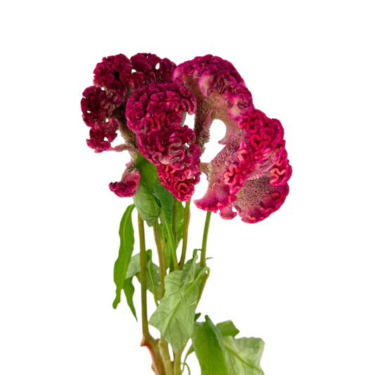 Celosia Coxcomb Fuchsia (10 stem bunch)