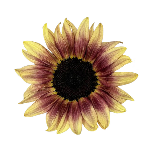 Sunflower Bicolor Burgundy (5 stem bunch)