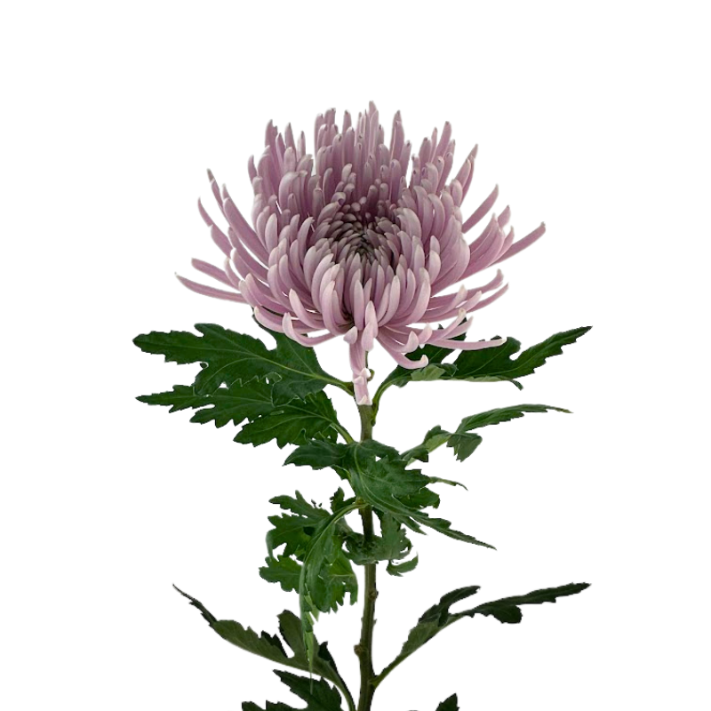 Mum Spider Lavender