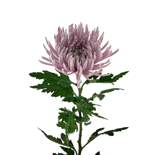 Mum Spider Lavender