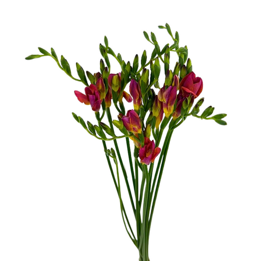 Freesia Hot Pink (10 stem bunch)