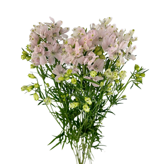 Delphinium Spray Blush (10 stem bunch)