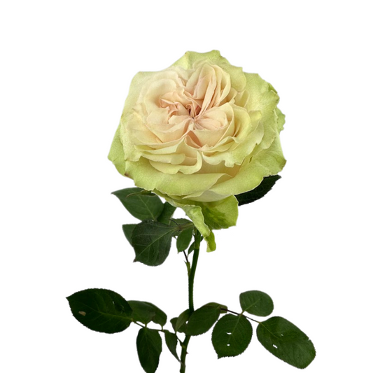ROSE BLUSH COUNTRY SECRET (25 STEM BUNCH)