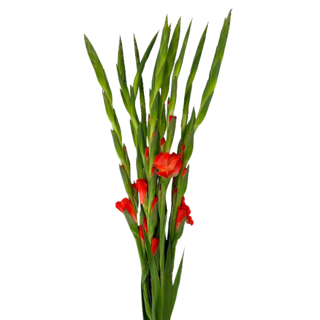 Gladiola Orange (10 stems)