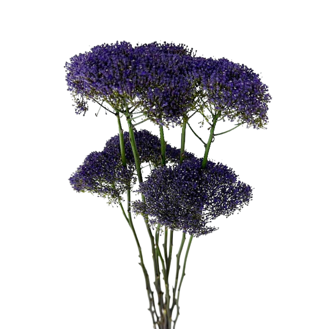 Trachellium Purple