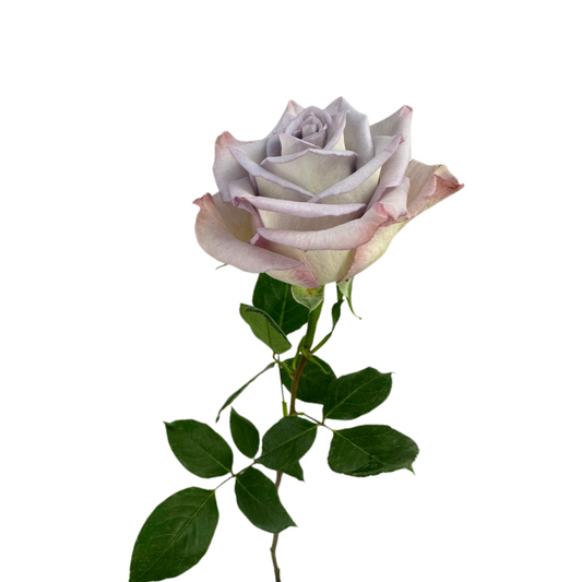 ROSE LAVENDER SKY GARDEN (25 STEM BUNCH)