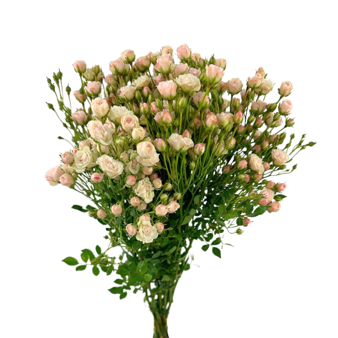 Spray Rose Mini Blush (Box-60 stems)