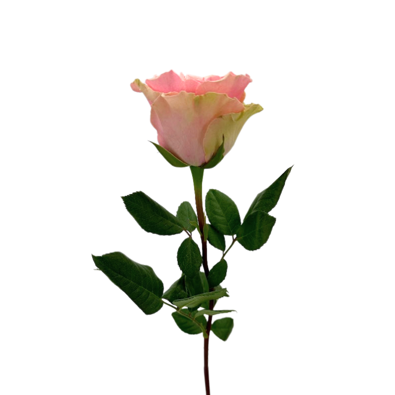 ROSE LIGHT PINK GERALDINE (25 STEM BUNCH)