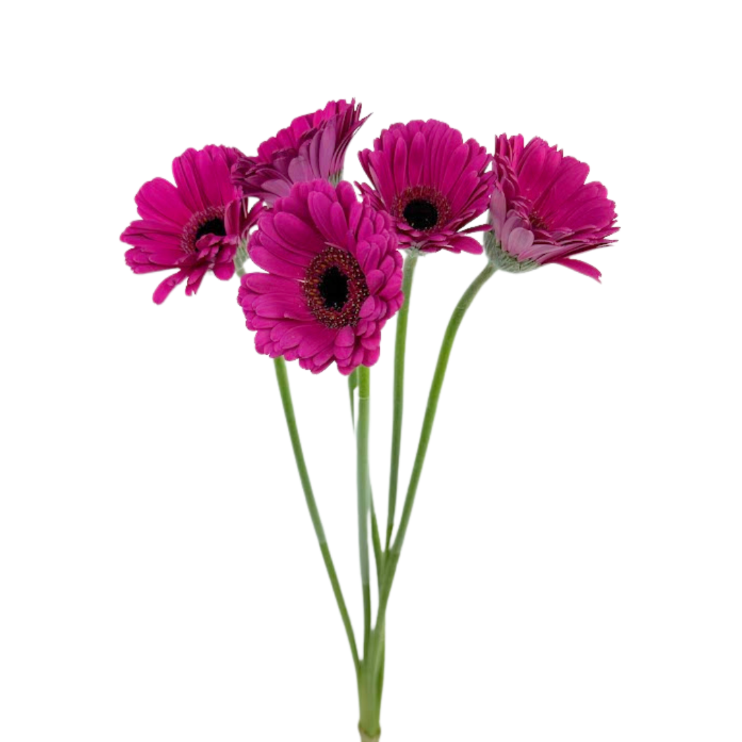 MINI GERBERA HOT PINK (10 STEM BUNCH)