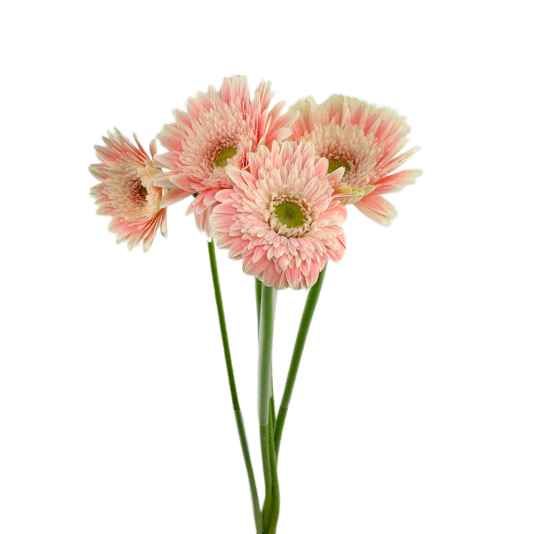 MINI GERBERA LIGHT PINK (10 STEM BUNCH)
