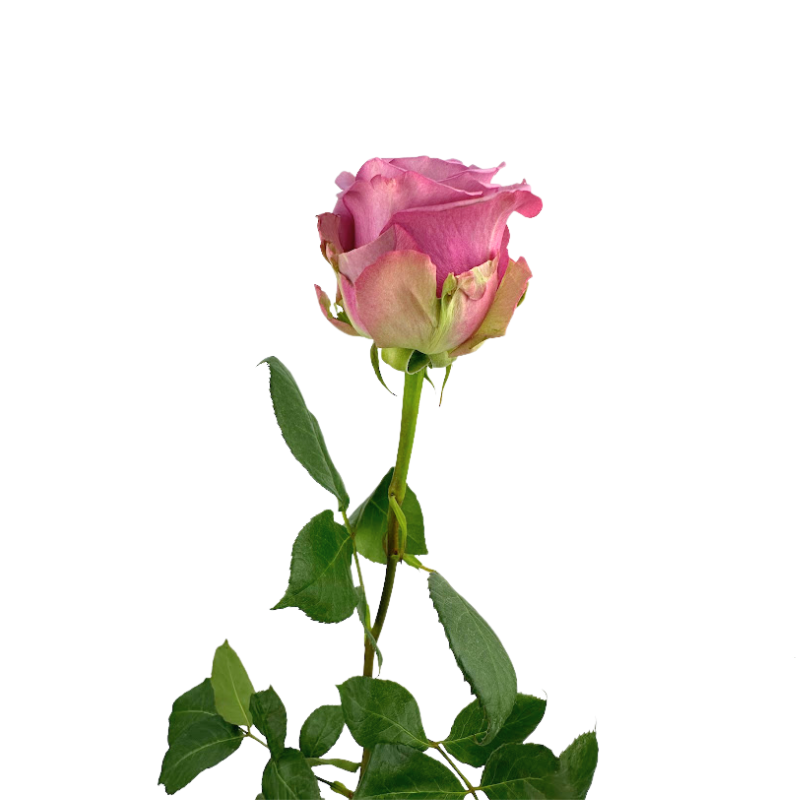 ROSE COOL WATER (25 STEM BUNCH)