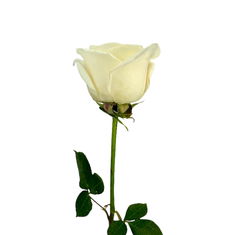 ROSE CREAM VENDELA (25 STEM BUNCH)