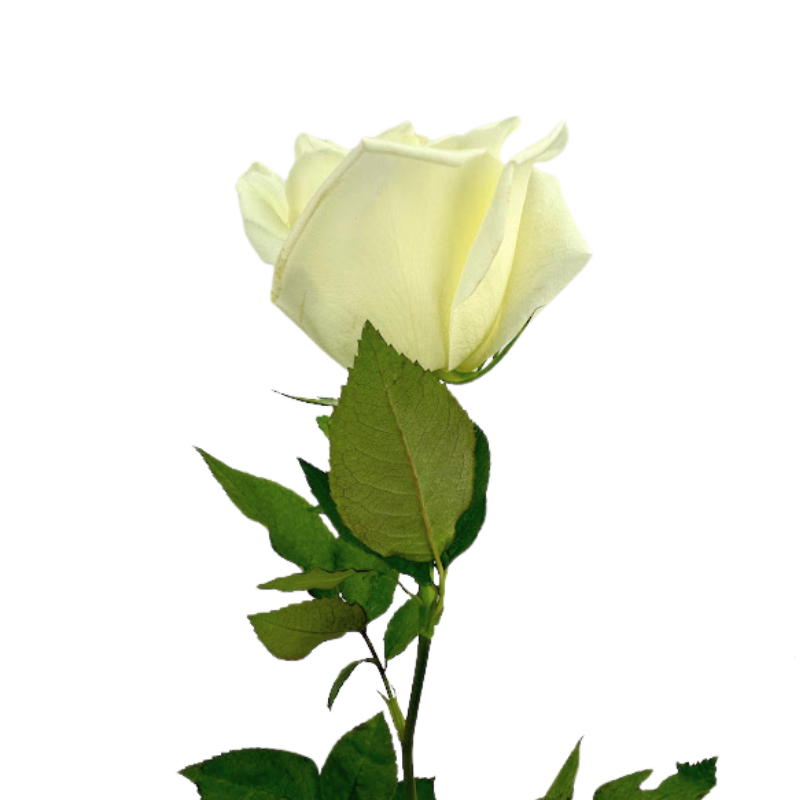 ROSE WHITE ESCIMO (25 STEM BUNCH)