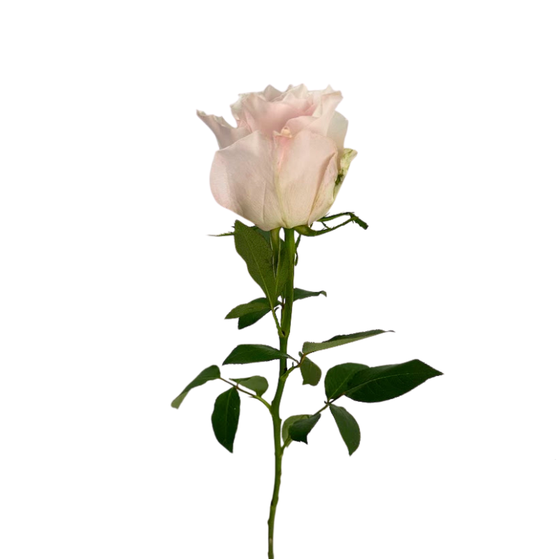 ROSE BLUSH PINK CLOUD (25 STEM BUNCH)