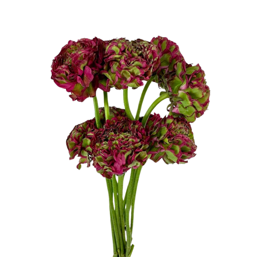 Ranunculus Pom Dragonfruit (10 stem bunch)