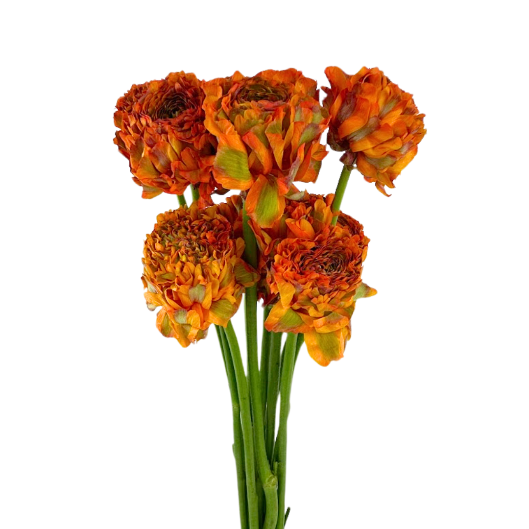 Ranunculus Pom Garfield (10 stem bunch)