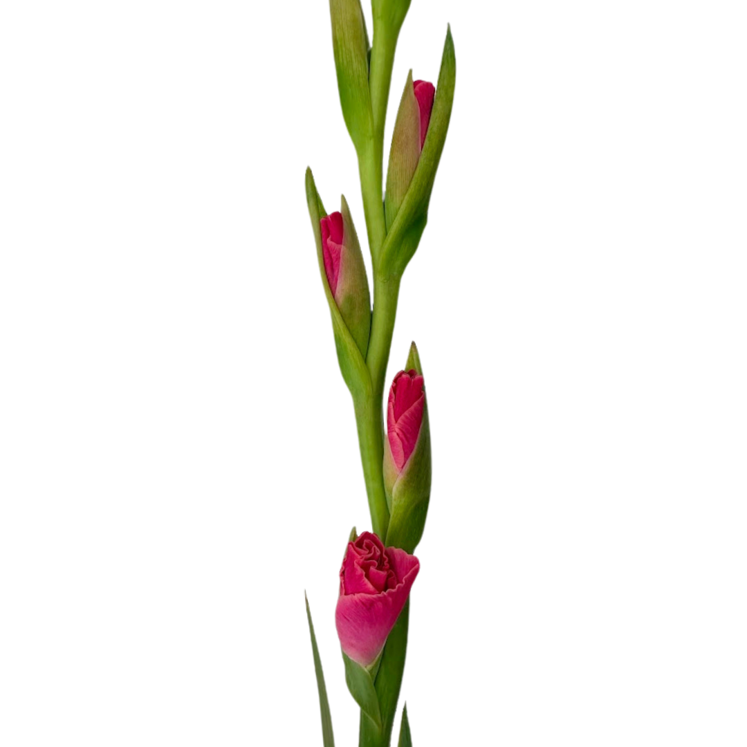 Gladiola Hot Pink (10 stems)