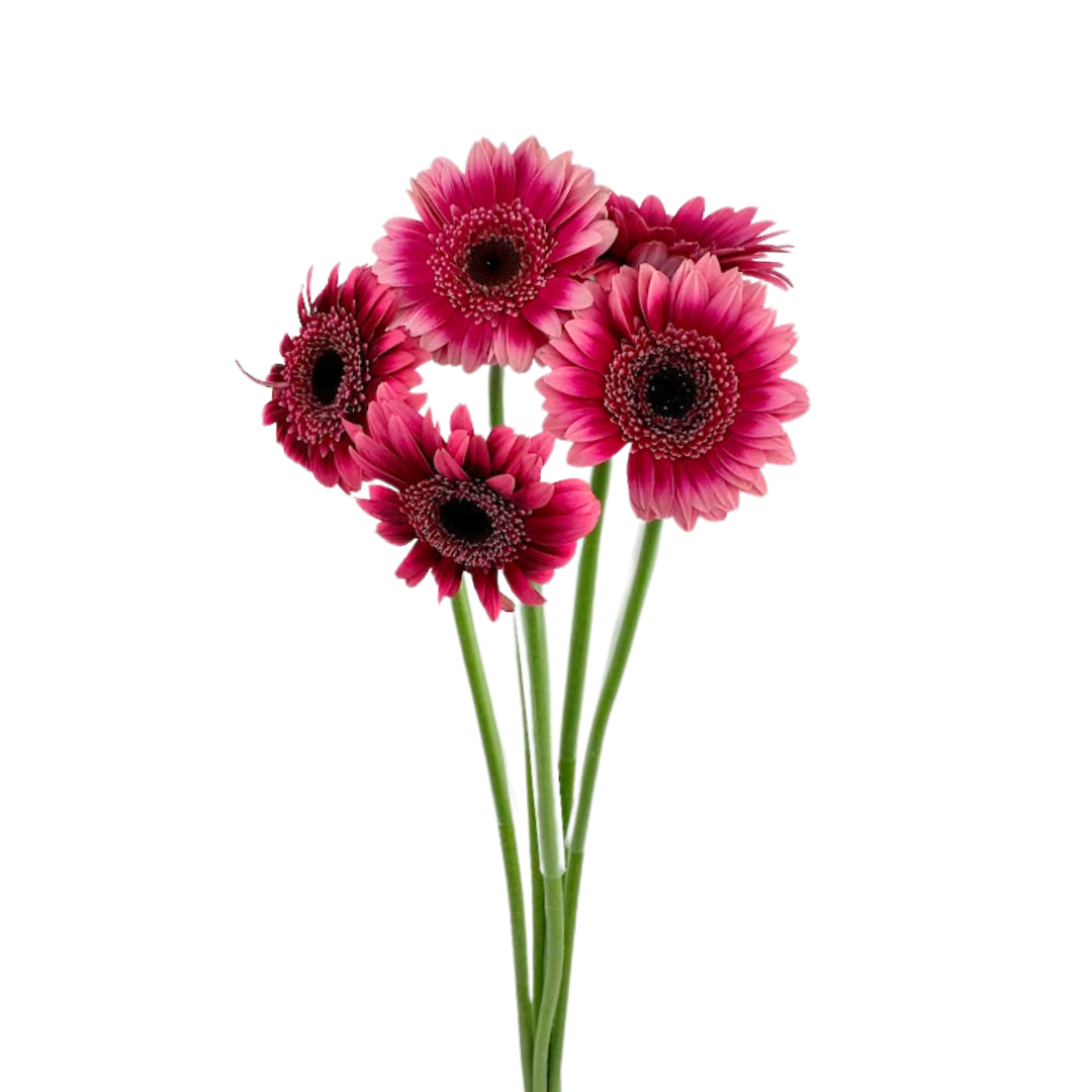 Mini Gerbera Bicolor Hot Pink Dark Center (10 stem bunch)