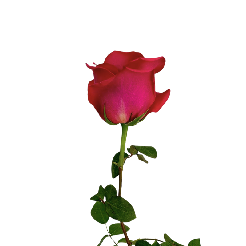 ROSE HOT PINK FLOYD (25 STEM BUNCH)