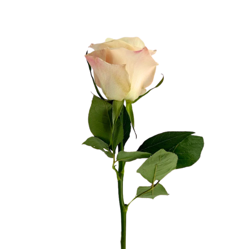 ROSE BLUSH BONE (25 STEM BUNCH)